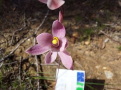 Thelymitra luteocilium