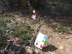 Thelymitra luteocilium