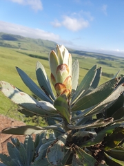 Protea roupelliae roupelliae