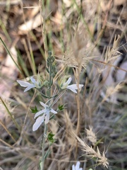 Teucrium racemosum