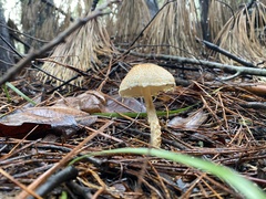 Lepiota magnispora