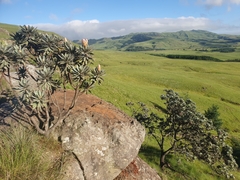 Protea roupelliae roupelliae
