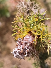 Petrophile serruriae