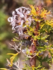 Petrophile serruriae