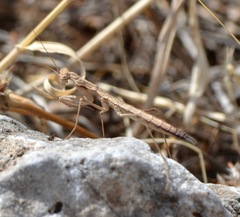 Geomantis larvoides