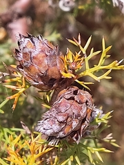 Petrophile serruriae