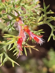 Petrophile serruriae