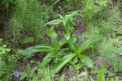 Gentiana macrophylla