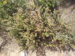 Petrophile serruriae