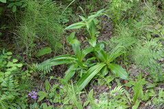 Gentiana macrophylla