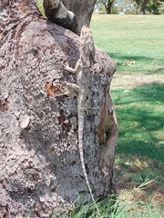 Chlamydosaurus kingii