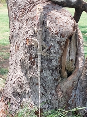 Chlamydosaurus kingii