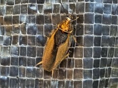 Balta bicolor