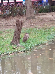 Gorsachius melanolophus