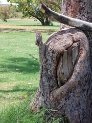 Chlamydosaurus kingii