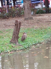 Gorsachius melanolophus