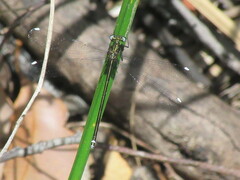 Miniargiolestes minimus