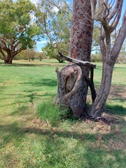 Chlamydosaurus kingii