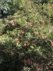 Acanthorhynchus tenuirostris