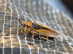 Balta bicolor