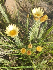 Helichrysum herbaceum