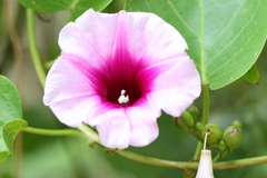 Ipomoea abrupta