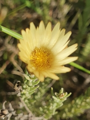 Helichrysum herbaceum