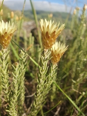 Helichrysum herbaceum