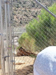 Panthera tigris
