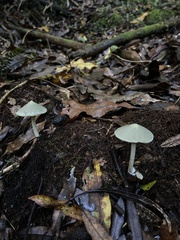 Entoloma hochstetteri
