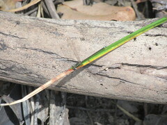 Miniargiolestes minimus