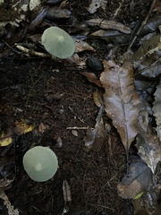 Entoloma hochstetteri