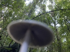 Entoloma hochstetteri