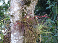 Tillandsia festucoides