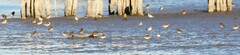 Calidris alpina