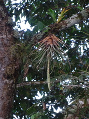 Tillandsia lampropoda