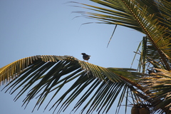 Acridotheres fuscus
