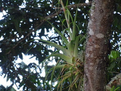 Tillandsia polystachia