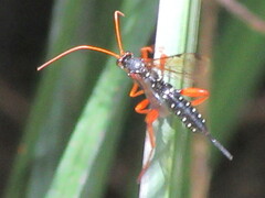 Echthromorpha intricatoria