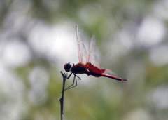Tramea stenoloba