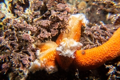 Henricia