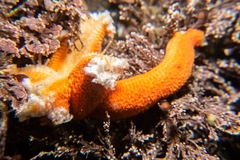 Henricia