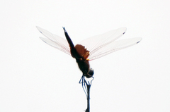 Tramea stenoloba
