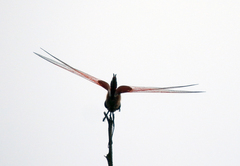 Tramea stenoloba