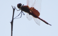 Tramea stenoloba