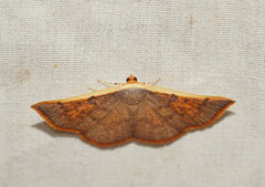 Picromorpha pyrrhopa