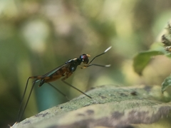 Rainieria