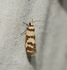 Philobota impletella