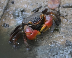 Neosarmatium australiense