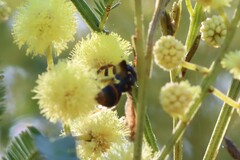 Lasioglossum peraustrale